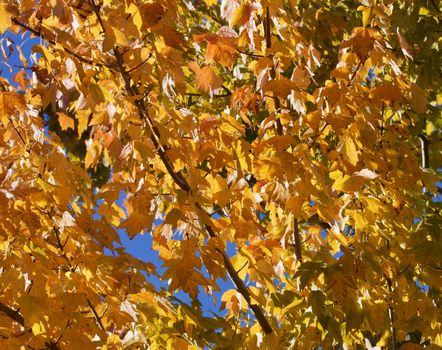 Gold and green autumn maple leaves
