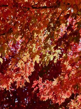 Back lit orange and yellow autumn leaves