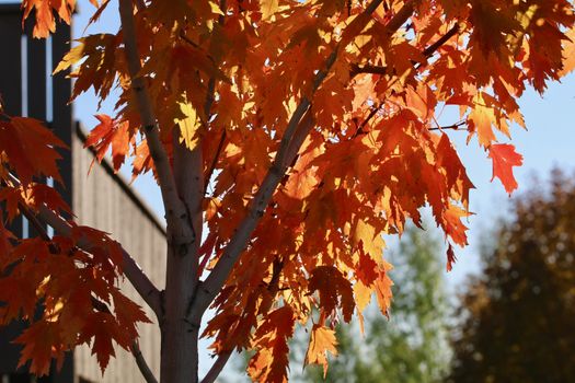 Golden orange maple leaves