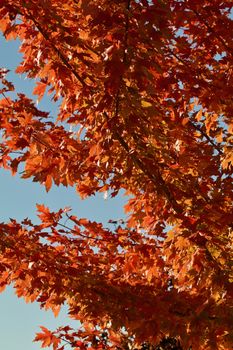 Blue sky, orange maple leaves