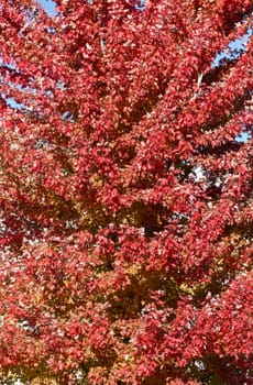 Red autumn maple leaves