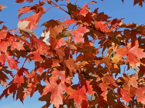 Blue sky, autumn leaves