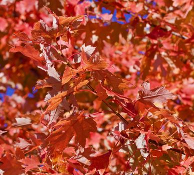 Orange red maple leaves closeup
