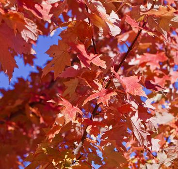 Closeup of orange gold maple leaves