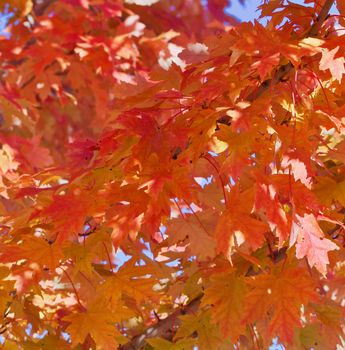 Yellow orange maple leaves