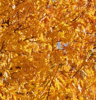 Golden autumn maple leaves