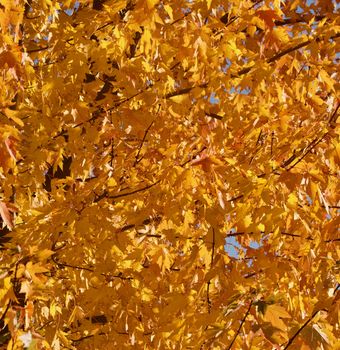 Autumn gold maple leaves