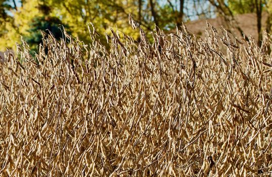 Ready to harvest soy beans autumn scene