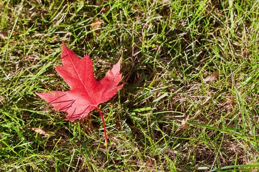 Red autumn maple leaf in the grass
