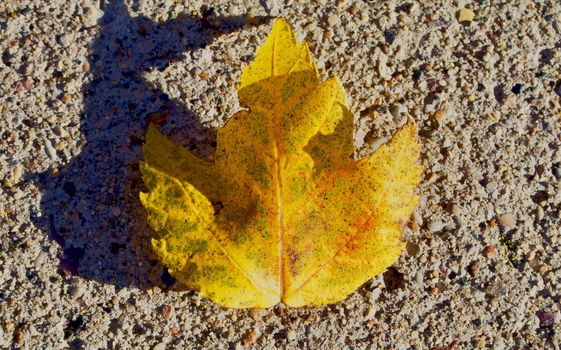 Yellow green maple and shadow