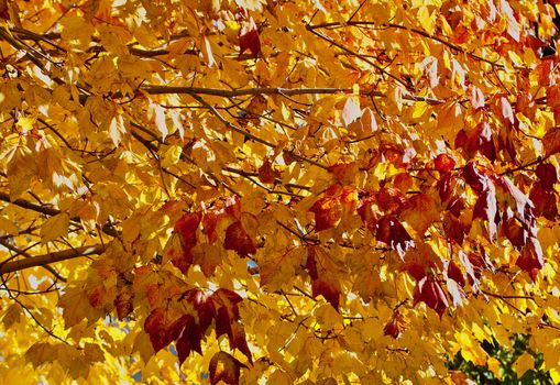 Yellow and rust maple leaves