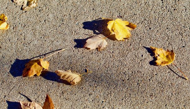Autumn leaves on the sidewalk