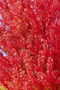 Autumn read maple leaves