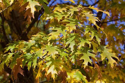 Green yellow oak leaves