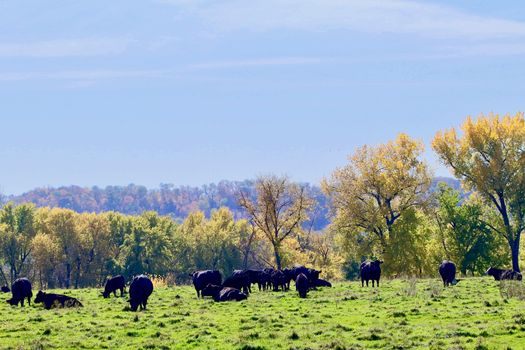 Black angus grazing