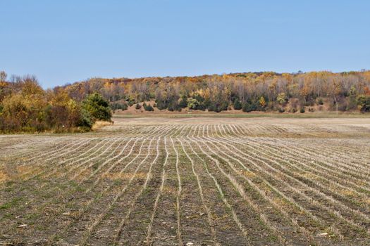 Autumn soy bean harvest complete