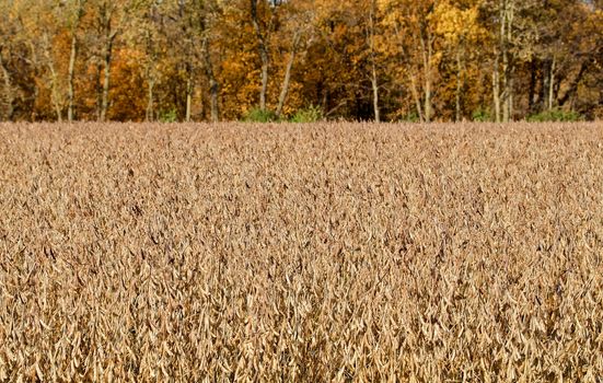 Soy beans waiting autumn harvest