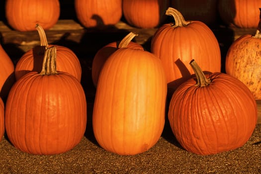 Pumpkins in the sunset