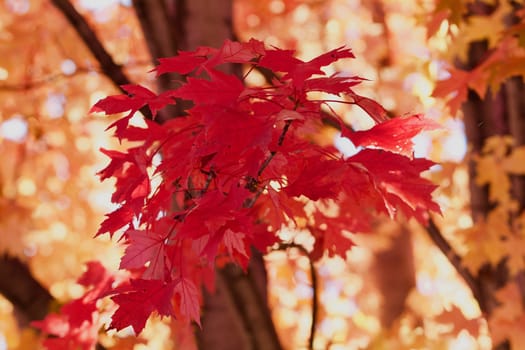 Red Autumn maple leaves