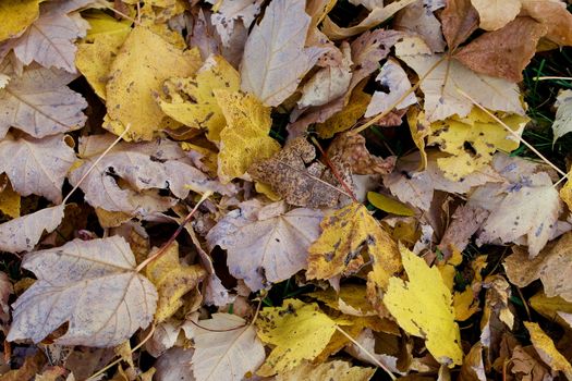 Golden fallen leaves