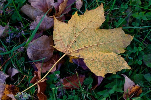 Single gold and green Autumn leaf