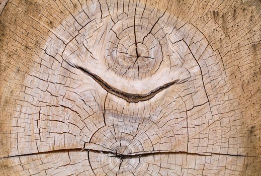 Dual core cross section of an old oak
