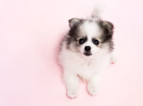 Cute baby pomeranian dog on pink background for pet health care concept, selective focus