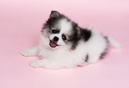 Cute baby pomeranian dog on pink background for pet health care concept, selective focus