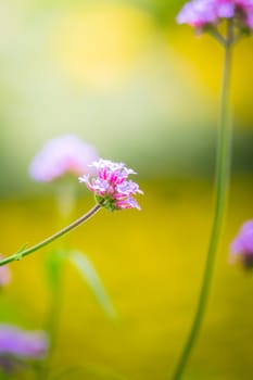 The background image of the colorful flowers, background nature