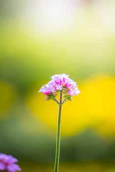 The background image of the colorful flowers, background nature