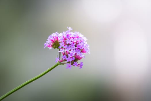 The background image of the colorful flowers, background nature