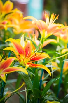 The background image of the colorful flowers, background nature