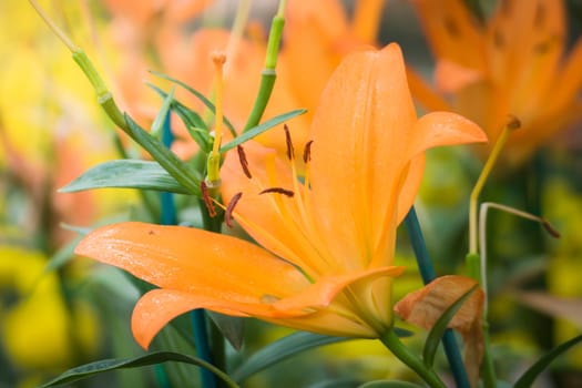 The background image of the colorful flowers, background nature