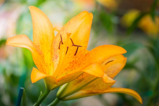 The background image of the colorful flowers, background nature