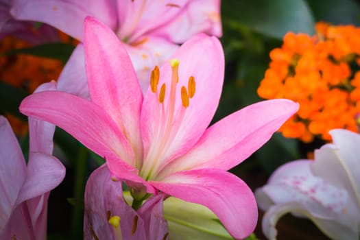 The background image of the colorful flowers, background nature