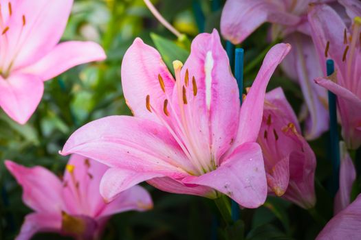 The background image of the colorful flowers, background nature