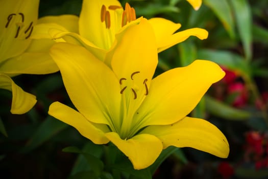 The background image of the colorful flowers, background nature