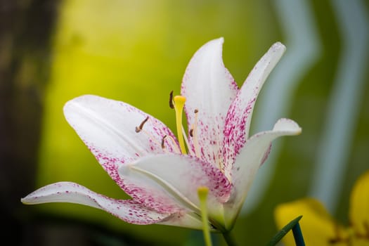 The background image of the colorful flowers, background nature