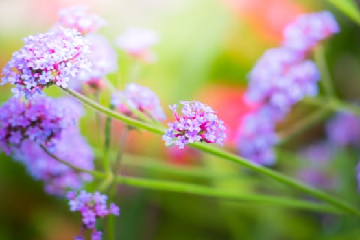 The background image of the colorful flowers, background nature