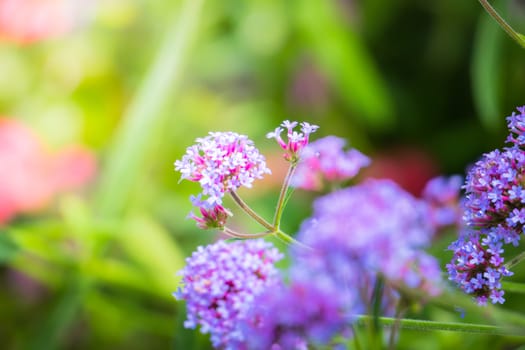 The background image of the colorful flowers, background nature