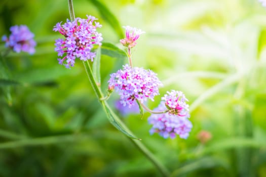 The background image of the colorful flowers, background nature