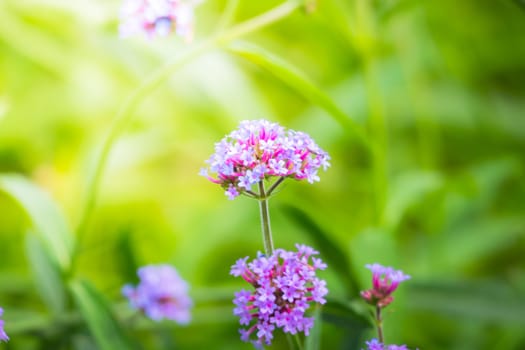 The background image of the colorful flowers, background nature