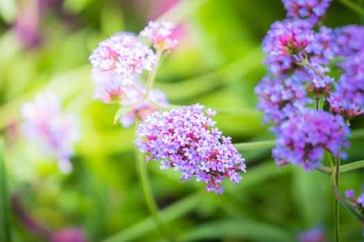 The background image of the colorful flowers, background nature