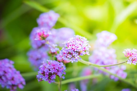 The background image of the colorful flowers, background nature