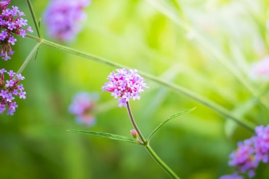 The background image of the colorful flowers, background nature