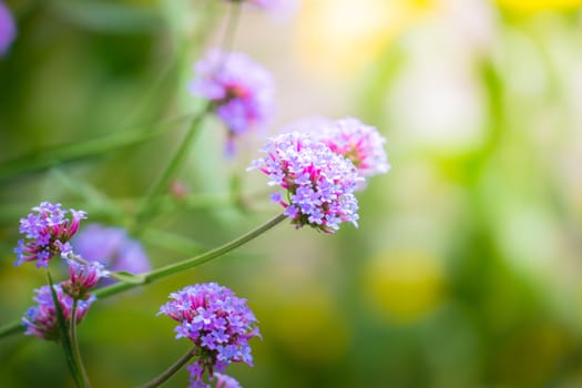 The background image of the colorful flowers, background nature