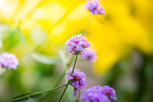 The background image of the colorful flowers, background nature