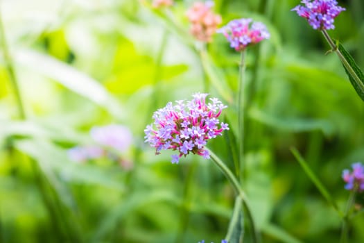 The background image of the colorful flowers, background nature