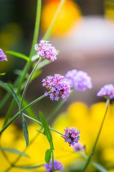 The background image of the colorful flowers, background nature