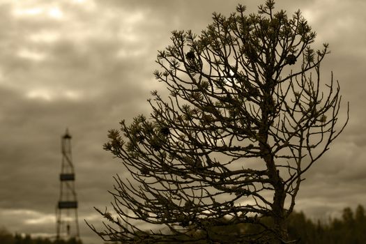 The little crooked pine tree and a oil drilling rig in the background. The concept of environmental protection.